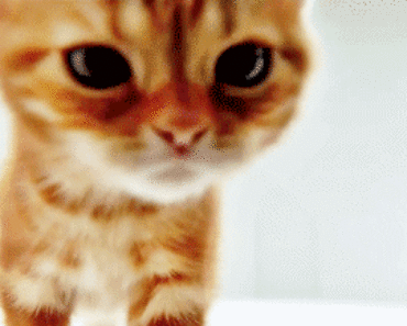 Macintosh HD:Users:brittanyloeffler:Downloads:cat facts:22-cat-facts.gif