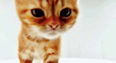 Macintosh HD:Users:brittanyloeffler:Downloads:cat facts:22-cat-facts.gif